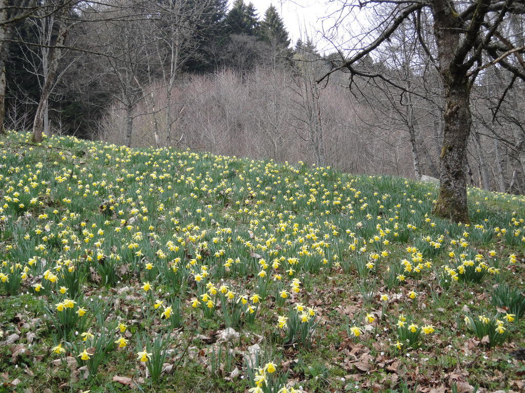 Gite Plein Sud Metzeral Bagian luar foto